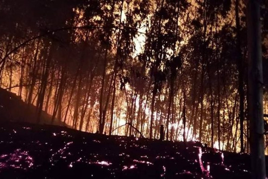 Bình Định: Liên tiếp cháy rừng, người dân gồng mình dập lửa trong đêm