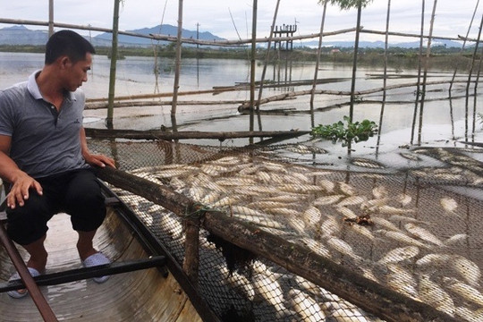 Thừa thiên – Huế: Gần 40 tấn tôm, cá chết trắng lồng sau đợt nắng nóng kỷ lục