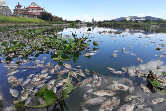 Đà Nẵng: Cá chết nổi trắng, bốc mùi hôi nồng nặc tại hồ điều tiết Trung Nghĩa