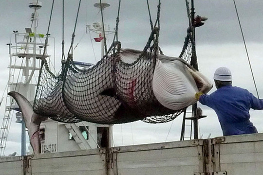 Nhật Bản: Tiếp tục cho tàu ra khơi đánh bắt cá voi thương mại sau 30 năm