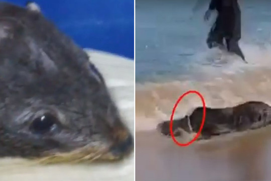 Giải cứu hải cẩu bị “thít” cứng cổ do rác thải của con người