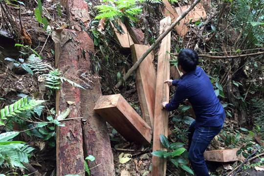 Quảng Bình: Xử lý nghiêm trách nhiệm trong các vụ phá rừng.