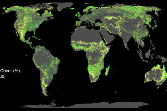 Kiểm soát nóng lên toàn cầu: Cần 300 tỉ USD để trồng rừng
