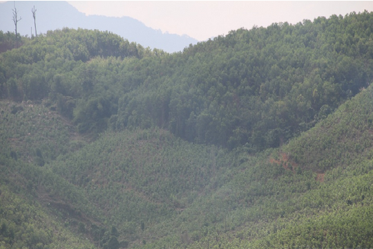 Người dân Quảng Nam bao giờ được hưởng lợi từ chính sách bảo vệ và phát triển rừng?