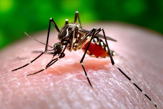 Dự báo dịch bệnh do muỗi bằng sử dụng mô hình khí hậu