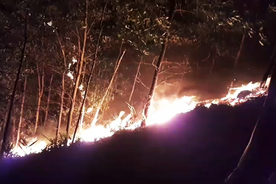 Quảng Nam: Nỗ lực dập lửa không để cháy rừng lan rộng