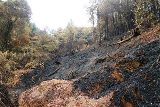Bình Định: Hỏa hoạn thiêu rụi 20 ha rừng trồng cây keo, bạch đàn