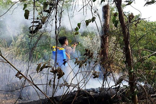 Thừa Thiên Huế: Cháy hơn 3ha rừng keo tràm và lau lách