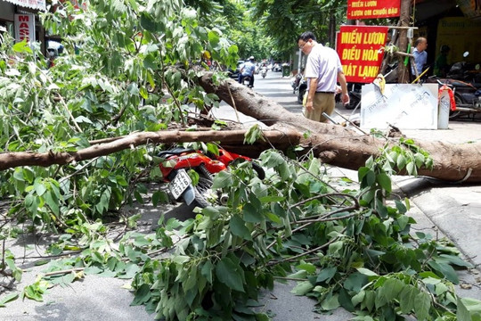 Hà Nội: Đề phòng cây xanh bị đổ gãy trong mùa mưa bão