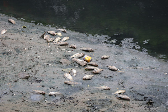 Chuyên gia lý giải nguyên nhân cá chết hàng loạt ở sông Tô Lịch