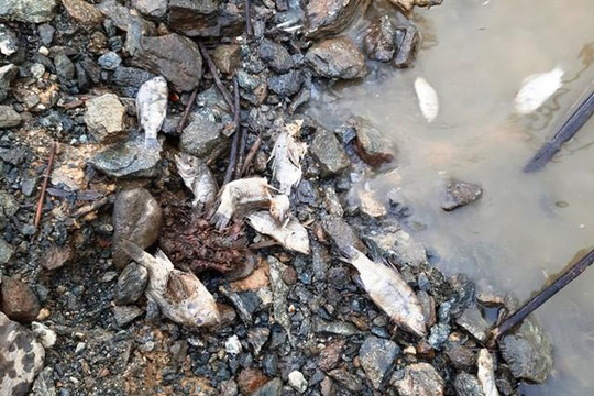 Quảng Nam: Cá chết xếp lớp, nổi trắng mặt hồ thủy điện sông Tranh 2