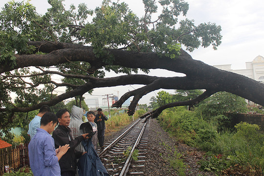 Biên Hòa: Đường sắt Bắc-Nam ách tắc nhiều giờ do cây đổ chắn ngang đường ray