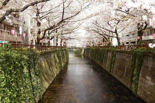 Kinh nghiệm “hồi sinh” những con sông ngập rác của Nhật Bản
