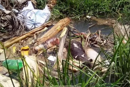 Quảng Nam: Giữa mùa dịch, xác lợn thối rữa vứt đầy trên kênh thủy lợi