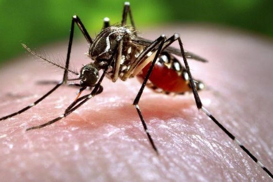 Thời điểm thuận lợi nào để bệnh sốt xuất huyết phát triển thành dịch?