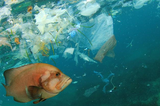 Môi trường biển đang bị rác thải nhựa tấn công sự sống