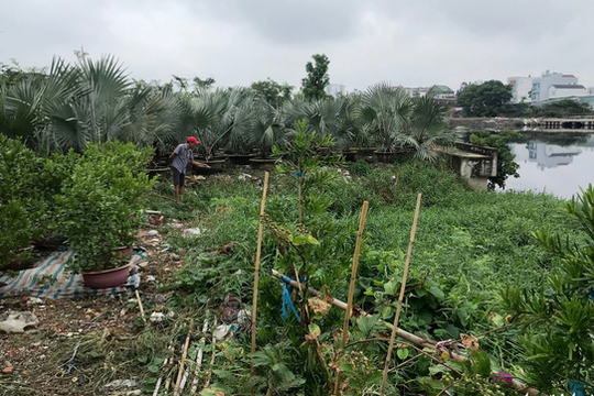 TP. Hồ Chí Minh: Cho dân trồng tạm cây dọc kênh Tham Lương để ngăn xả rác