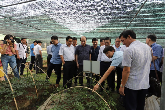 Có 1.000 loài cây dược liệu giá trị được bảo tồn ở Nghệ An