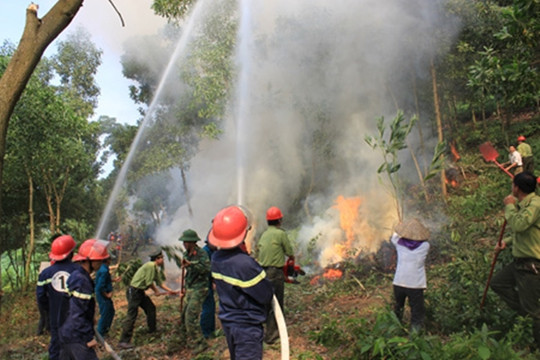 Hà Nội: Chủ động phòng cháy, chữa cháy rừng