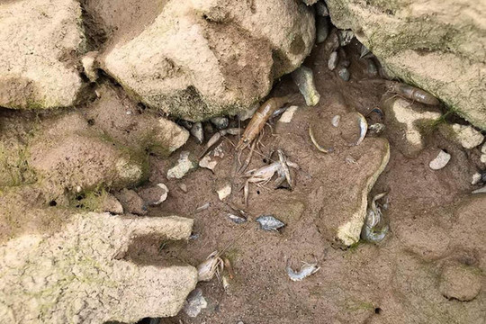 Cá tôm chết dưới đáy sông Mê Kông khô cạn