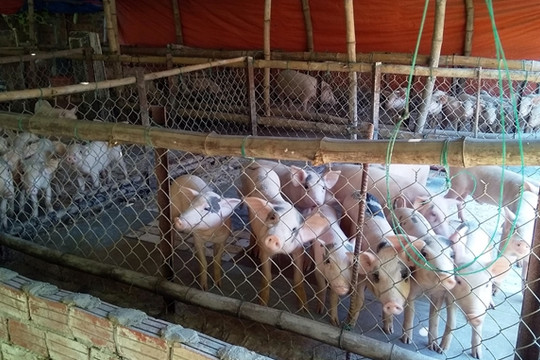 Quảng Nam: Trại lợn trong khu dân cư, cả xóm bị tra tấn