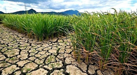 65.500 ha lúa có nguy cơ bị hạn hán, thiếu nước