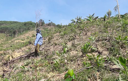 Hà Tĩnh: Hàng nghìn cây keo tràm bị kẻ xấu chặt hạ