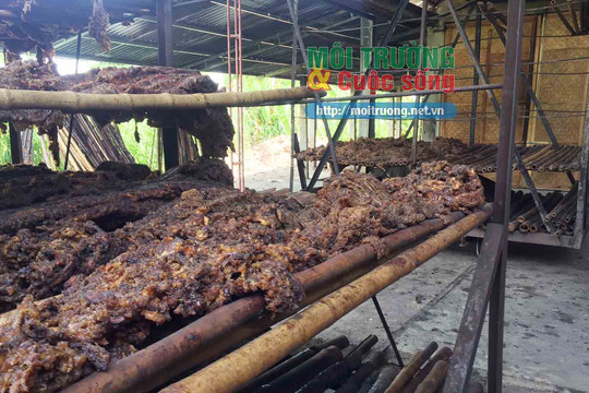 Nghệ An: Người dân “tố cáo” Công ty nông nghiệp An Ngãi chế biến mủ cao su gây ô nhiễm