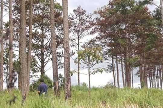 Lâm Đồng: Rừng thông 33 năm tuổi lại bị ‘đầu độc’, chết khô