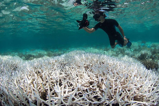 Australia: Gần 50% hệ sinh thái biển đã bị phá hủy do thời tiết khắc nghiệt
