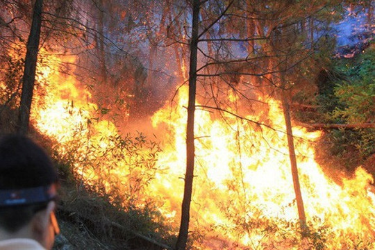 Diện tích rừng bị cháy cao gấp 4 lần so với cùng kỳ năm 2018
