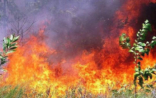 Thừa Thiên-Huế: Cháy 20ha rừng trồng  ở vùng Bàu Co, hơn 500 người dồn sức dập lửa