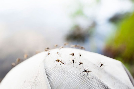 Trung Quốc: Triệt tiêu khả năng sinh sản của muỗi đực để giúp kiểm soát “dân số” loài muỗi