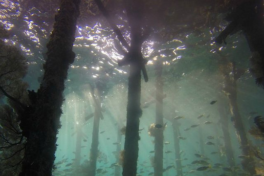 Khu rừng thời cổ đại 10.000 năm tuổi chìm dưới đáy biển