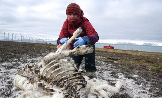 Biến đổi khí hậu: Hàng trăm tuần lộc chết đói ở Bắc cực
