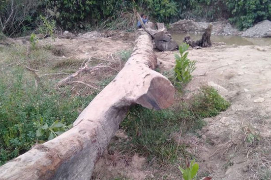 Hà Tĩnh: Phát hiện cây gỗ quý hàng trăm năm tuổi vùi dưới lòng suối