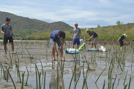 Khánh Hòa: Trồng hơn 10.000 cây đước phục hồi rừng ngập mặn vịnh Nha Trang