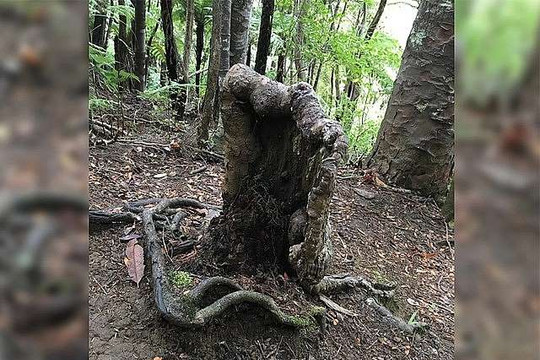 Kỳ lạ cây ở New Zealand vẫn sống khỏe dù chỉ còn mỗi gốc