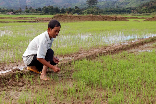 Đắk Nông: Nạo vét thi công thủy điện, cả trăm hecta lúa thiếu nước