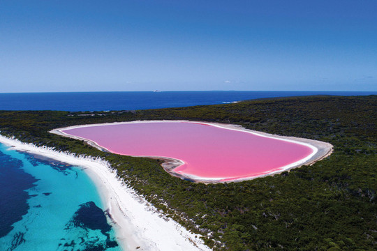 Hồ màu hồng lạ lùng vùng đảo nước Úc: Tìm cách cứu hồ dần chuyển màu bất thường