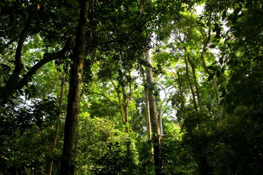 Kon Tum: Nỗ lực giữ màu xanh cho những cánh rừng