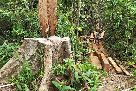 Quảng Nam: Rừng đầu nguồn Trà Kót ngang nhiên bị “xẻ thịt”