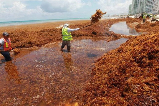 Thảm họa môi trường từ hàng chục nghìn tấn tảo đuôi ngựa