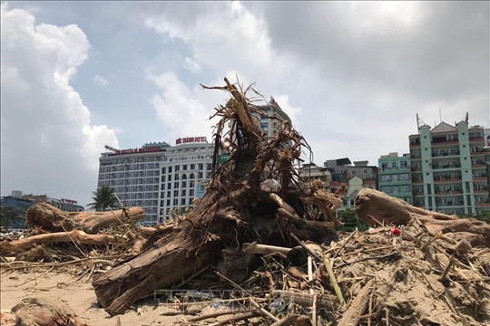 Thanh Hóa: Hàng trăm tấn củi và rác thải phủ khắp bãi tắm Sầm Sơn sau mưa lũ