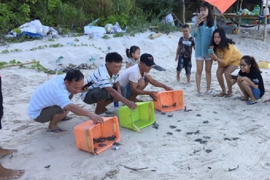Quảng Nam: Thả hơn 1 700 chú rùa ấp nở ở Cù Lao Chàm về đại dương