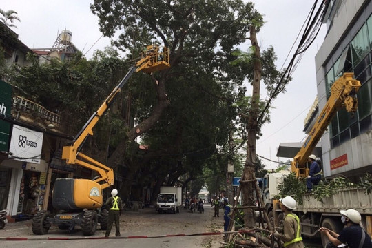 Hà Nội: Nỗi lo tai nạn rình rập do cây đổ mùa mưa bão