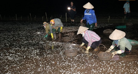 Thái Bình: Người dân lao đao vì ngao chết trắng bãi biển