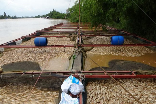 Đồng Nai: Hơn 5.000 tấn cá bè nuôi chết nổi trắng do mưa lũ và thủy điện xả lũ