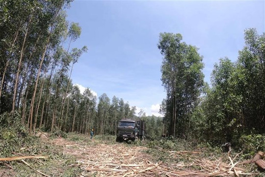Đà Nẵng: Giao ‘nhầm’ đất rừng cho người dân sản xuất