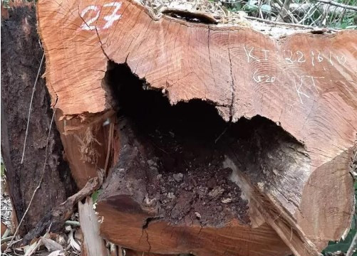 Nghệ An: 99 cây gỗ ở Vườn quốc gia Pù Mát bị chặt hạ